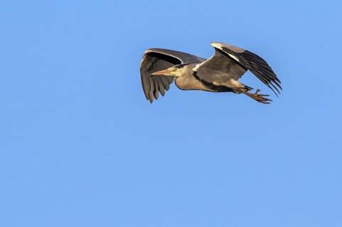 Grey Heron (Ardea cinerea) flying, Mecklenburg-Western Pomerania, Germany