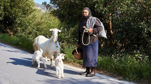 An elderly woman with three goats on a rural road, traditional clothing, sheep (e) or goat (n),
