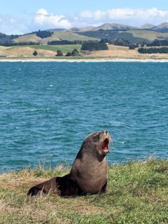 Young New Zealand sea lion at Katiki Point Lighthouse, South Island, New Zealand, Oceania