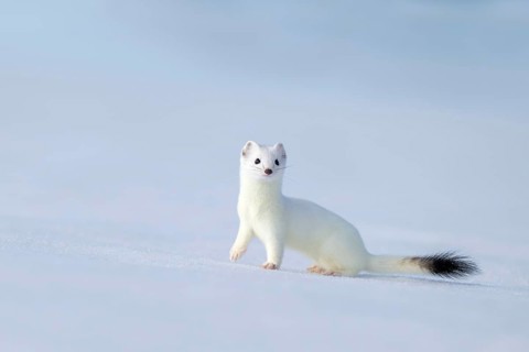 Ermine or large weasel (Mustela erminea), in winter fur, Eggen, Terfens, Tyrol, Austria
