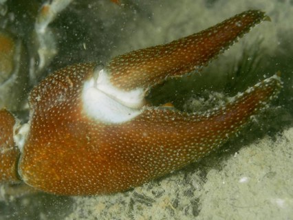 Close-up showing the detailed structure of a crayfish claw, in particular the eponymous white spot,