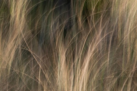 Beach grass, beach-like, dunes, wiping picture, Søndervig beach, Ringkøbing Fjord, Denmark