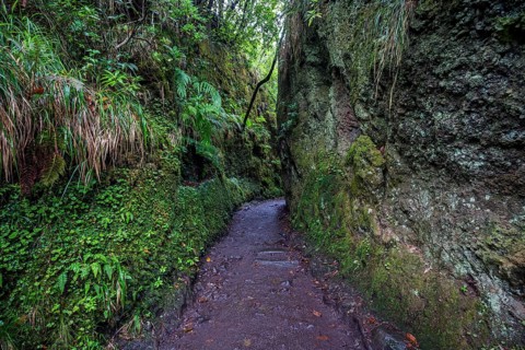 PR11 Vereda dos Balcões hiking trail to the Miradouro Balcoes viewpoint, Ribeiro Frio, Madeira,