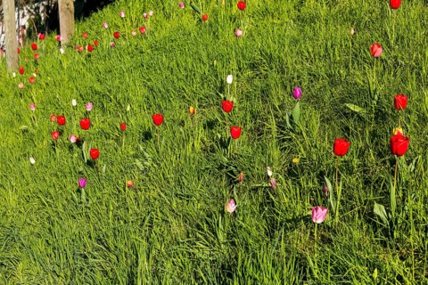 Tulips (tulpia) blooming in different colours in a meadow, spring in the Käbschütztal, Saxony,