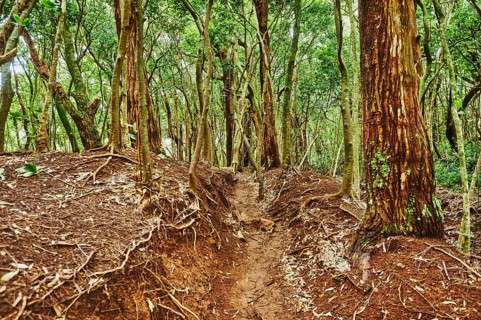 Landscape of Rainforest at the Lulumahu trail to the Lulumahu falls, Honolulu Watershed Forest