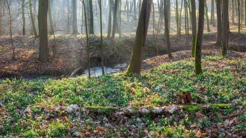 Early spring in the floodplain forest, spring snowflakes in bloom (Leucojum vernum), sun shining