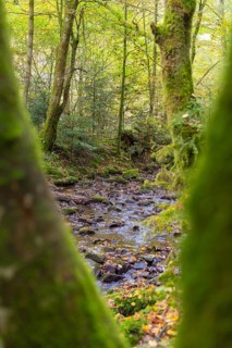 A stream flows through a densely overgrown, mossy forest, Monbachtal, Bad Liebenzell, district of