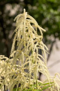 Delicate white flowers of the honeysuckle (Aruncus dioicus) against a blue sky, Neunkirchen, Lower