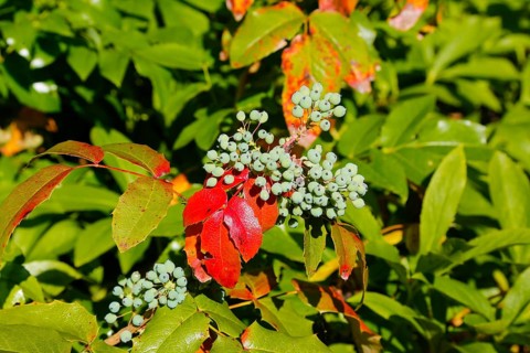 Holly (Ilex), Hülsdorn, Hülshülsen, Hulst, winter berries, Christdorn evergreen shrub with berries,