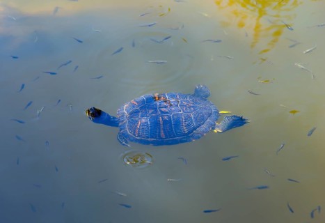 Turtle swimming in calm water with small fish, turtles, Caspian turtle (Mauremys caspica), turtle