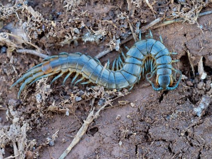 Scolopender, giant centipede, Scolopendromorpha, (Chilopoda), El Millaron, Salorino, Extremadura /