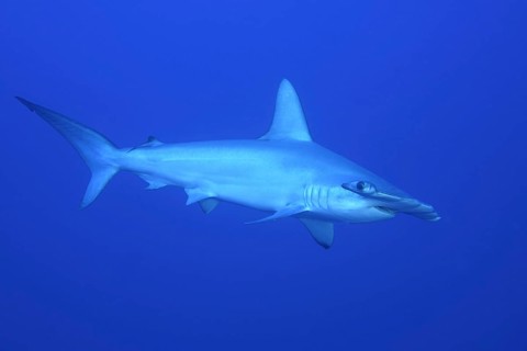 Scalloped hammerhead shark (Sphyrna lewini)
