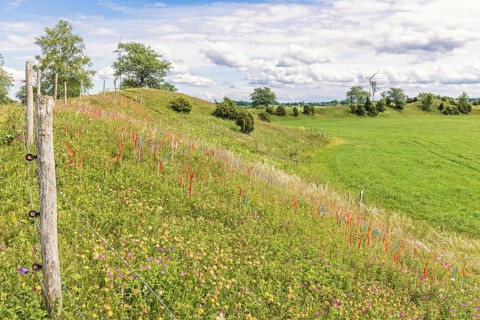 Esker with flowering wildflowers and marking flags for feather grass (Stipa pennata) in a nature