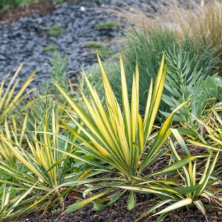 Palm lily (Yucca filamentosa 'Bright Edge'), IGA 2017 Berlin, Germany