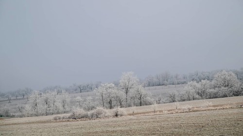 Winter landscape with hoarfrost, Weinviertel near Hadres, Lower Austria, Austria