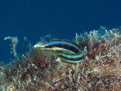 Dussumier's sabretooth blenny (Aspidontus dussumieri), female, dive site House Reef, Mangrove Bay,