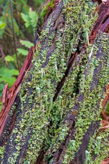 Trumpet cup lichen (Cladonia fimbriata) growing on a rotten tree stump in a forest
