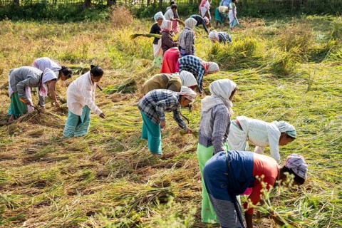 Group of women harvesting rice paddy, in a rice agricultural field, in Bokakhat, India, on 1