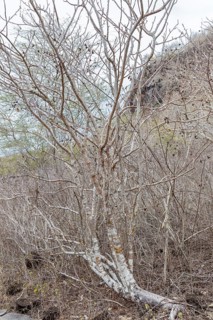 Ipomoea arborescens (Ipomoea), San Cristobal, Galapagos, Ecuador