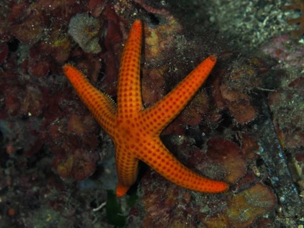 Orange-coloured starfish (Hacelia attenuata) on the seabed in a diverse underwater landscape, Les