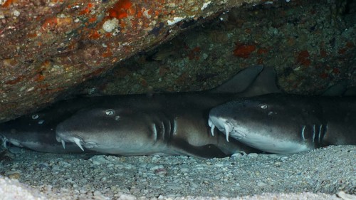 Three Brownbanded bamboo sharks (Chiloscyllium punctatum) lying under a rocky outcrop on a sandy