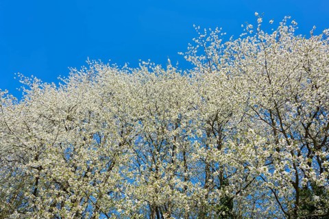 Dense blossom sky above the treetops under a clear blue sky, cherry tree, Seckmauern, Lützelbach,