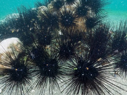 Arbacia lixula with long spines, Diadem sea urchin (Diadema setosum), in the sea, dive site Secret