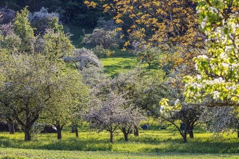 Blossoming fruit trees on the Albtrauf of the Swabian Alb. Erkenbrechtsweiler, Baden-Württemberg,