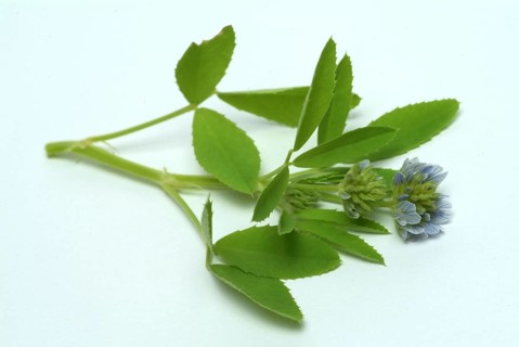 Flower of blue fenugreek, blue fenugreek, Trigonella caerulea, Meliotus coerulea, spice and