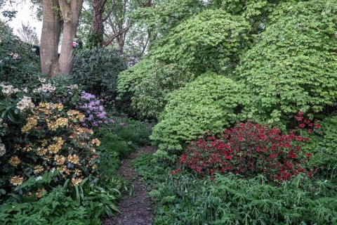 Garden with rhododendron (Rhododendron), Japanese maple (Acer japonicum Aconitifolium) and