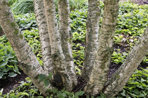 Transcaucasian birch (Betula medwediewii), trunk, Lower Saxony, Germany