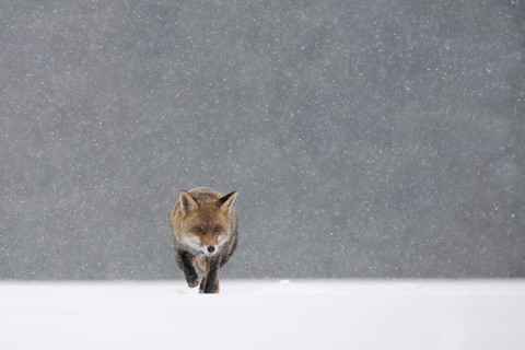 Red fox in the snow, Steinborn, Rhineland-Palatinate, Germany