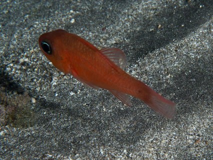 A red mullet king (Apogon imberbis) swimming close to the sandy bottom of the sea, dive site Playa,