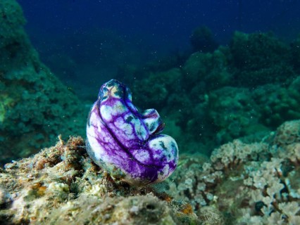 Mystical purple-black golden sea squirt (Polycarpa aurata) on an underwater rock, Spice Reef dive
