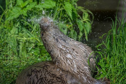 Young otter enjoying a shower, UnterWasserReich, Schrems, Lower Austria, Austria