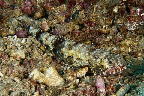 A well camouflaged fish, gracile lizardfish (Saurida gracilis), resting on a rocky, partly