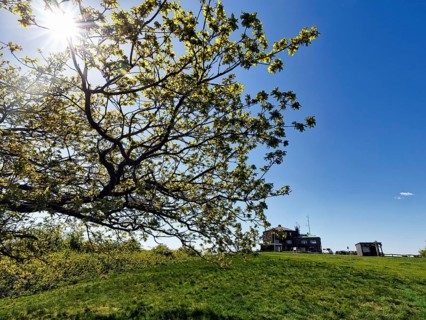 Sunbeams shining through branches of an oak tree (Quercus), Köterberghaus, mountain top, spring