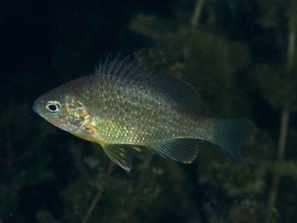 A shiny pumpkinseed sunfish (Lepomis gibbosus) swimming through aquatic plants at night, dive site
