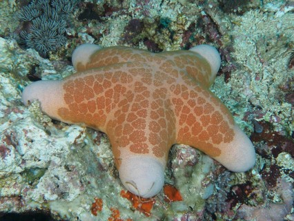 Starfish with orange-coloured patterns, granulated roller star (Choriaster granulatus), on coral