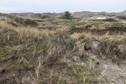 Dune landscape, Amrum, Schleswig-Holstein, Germany