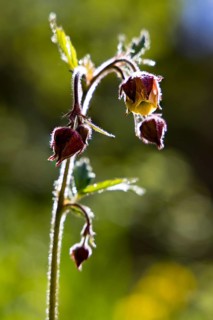 Brooklime (Geum rivale), Bischofswiesen, Berchtesgadener Land, Bavaria, Germany