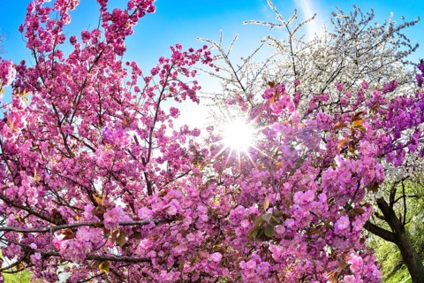 Ornamental cherry in bloom against the light, Augsburg, Bavaria, Germany