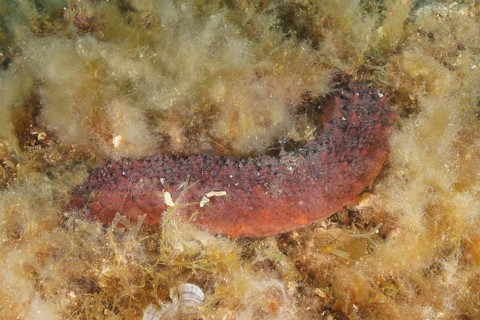 Variable sea cucumber (Holothuria forskali), dive site marine reserve Cap de Creus, Rosas, Costa