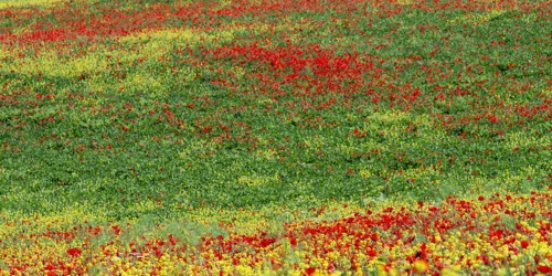 Poppy meadow (Papaveraceae) and flowering yellow broom (Genista tinctoria), landscape around San