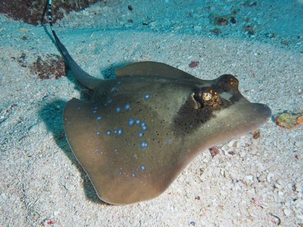 Blue spotted stingray, blue spotted stingray (Neotrygon kuhlii), lying on the sandy seabed, dive