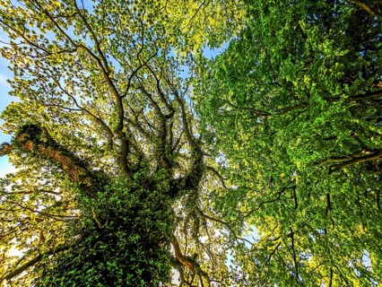 View upwards into the treetops, forest of leaves, branches, tree trunk, spring, blue sky, bright