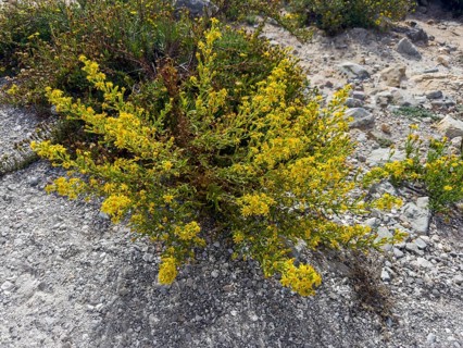 Sticky elecampane, Dittrichia viscosa (Dittrichia viscosa)