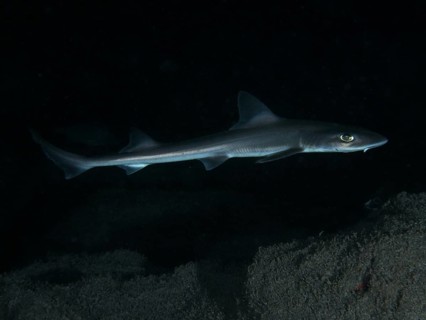 An elegant Common smooth-hound (Mustelus mustelus) swims in the dark, deep sea, dive site Playa,