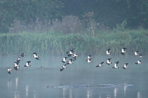 Lapwings (Vanellus vanellus), flying, flying over the Flachsee, nature reserve Reusstal,