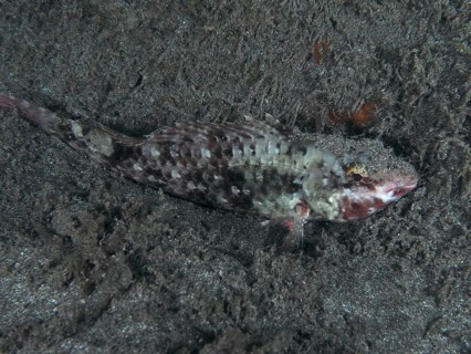 A well camouflaged Mediterranean parrotfish (Sparisoma cretense) resting on the sandy seabed at